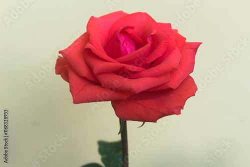 Fresh and delicate single petal big red rose