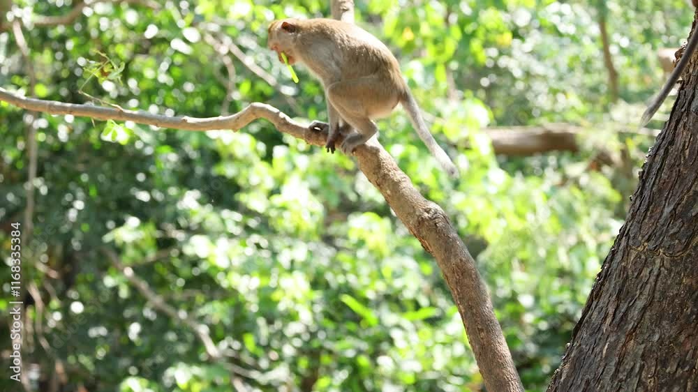 Monkey Enjoying Straw in Chonburi Zoo Monkey Enjoying Straw in Chonburi Zoo