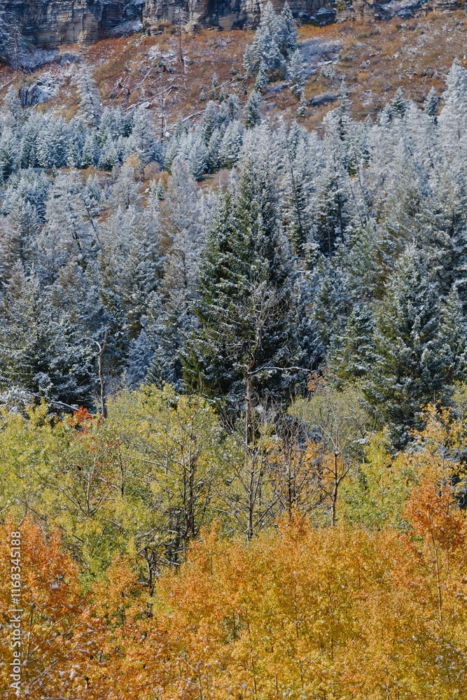 Autumn foliage and snow-covered pines on a mountainside. Nature's vibrant colors meet winter's first snowfall. , Cody, Wyoming, USA. Autumn foliage and snow-covered pines on a mountainside. Nature's vibrant colors meet winter's first snowfall. , Cody, Wyoming, USA.