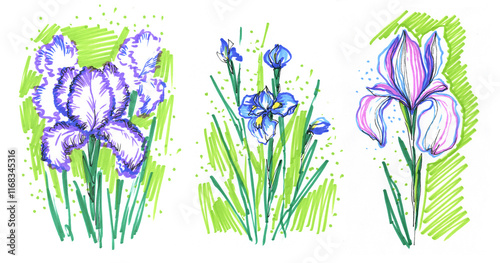A stylish set of irises, purple flowers, hand-drawn doodles with a felt-tip pen, an illustration on a white background. Lilac spring flowers, drawing with markers.