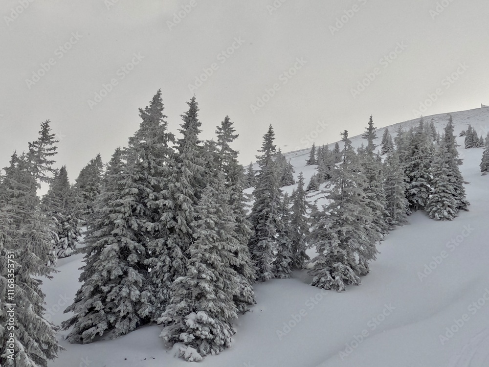 Fototapeta premium Winterlandschaft und Skifahren