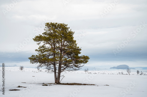A big and lonely pine tree in wintry landscape in Utsjoki, Finnish Lapland