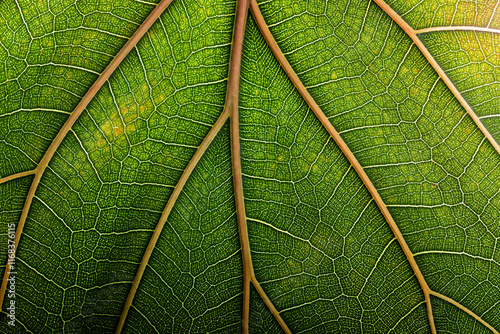 macro texture green leaf, n...