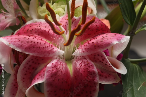 Detailed Close-Up of a Pink and White Lily

