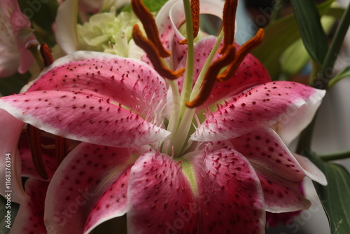 Detailed Close-Up of a Pink and White Lily

