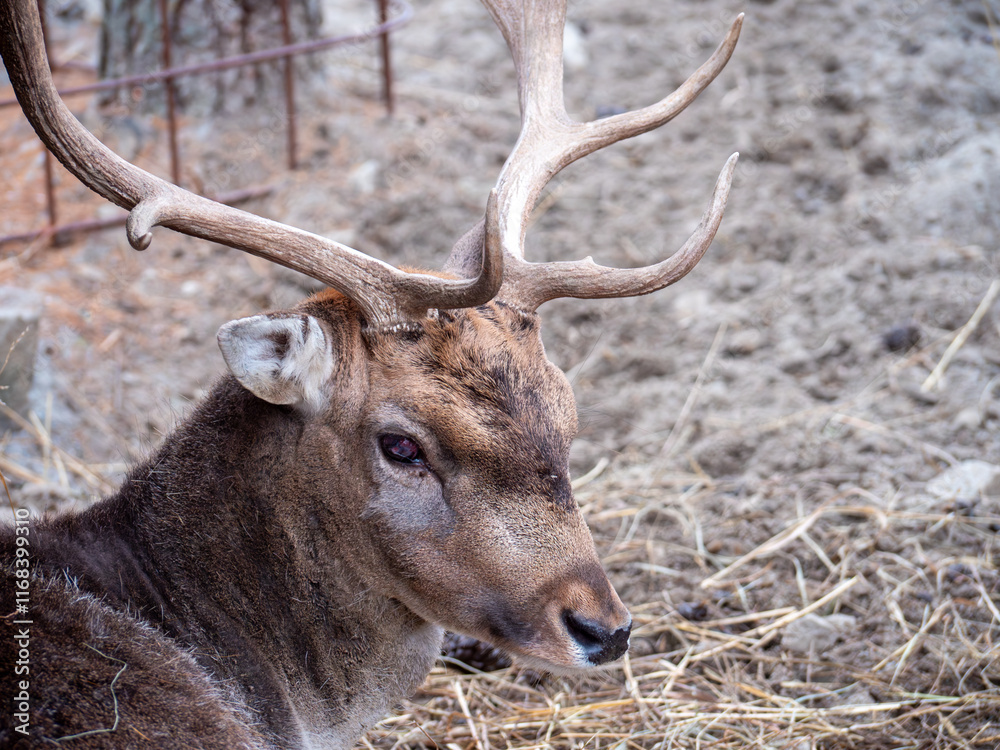 Spotted Daniel is a mammal from the deer family, it belongs to ruminant even-toed ungulates. Spotted Daniel is a mammal from the deer family, it belongs to ruminant even-toed ungulates.