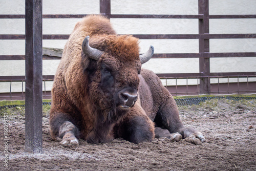 Bison (bison bonasus) after injury living in a mini zoo in Slovakia. photo