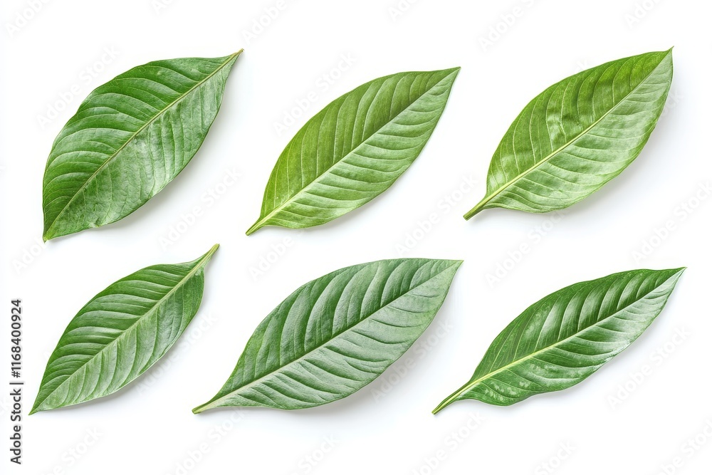 Six vibrant green leaves arranged on white background.