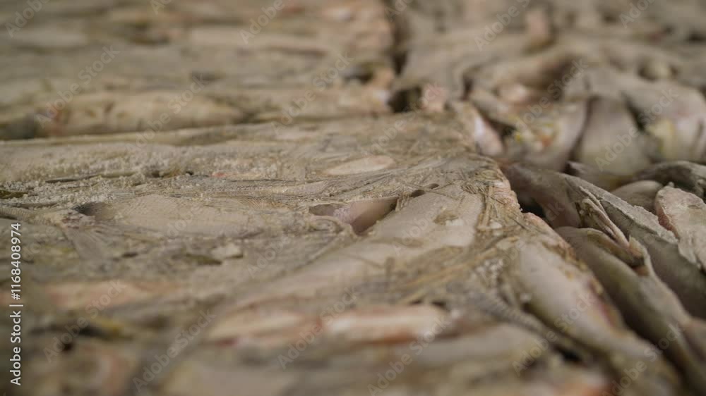 Frozen fish in a factory. A conveyor belt of freshly caught fish, shiny with an icy glaze, ready for processing and distribution. Frozen fish in a factory. A conveyor belt of freshly caught fish, shiny with an icy glaze, ready for processing and distribution.