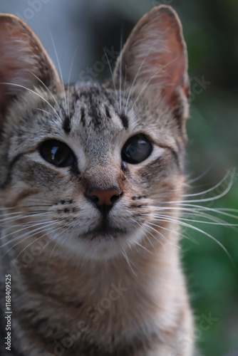 Portrait of a cat