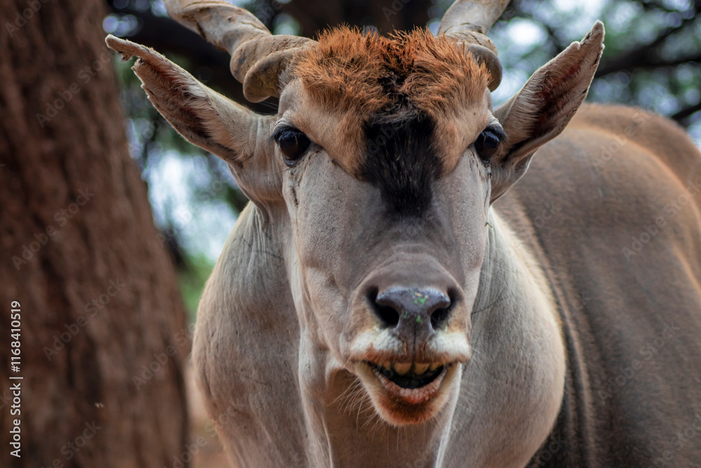 Common eland or Eland antelope, bull on the savannah of the Etosha national park, Namibia Common eland or Eland antelope, bull on the savannah of the Etosha national park, Namibia