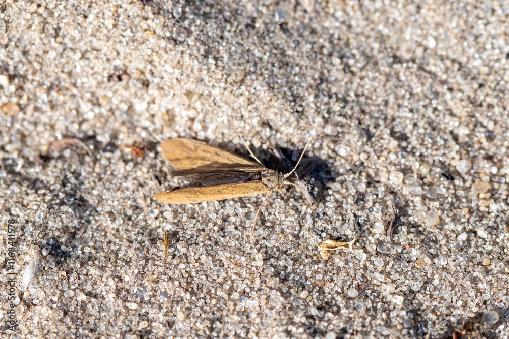 A small brown insect is on the ground A small brown insect is on the ground