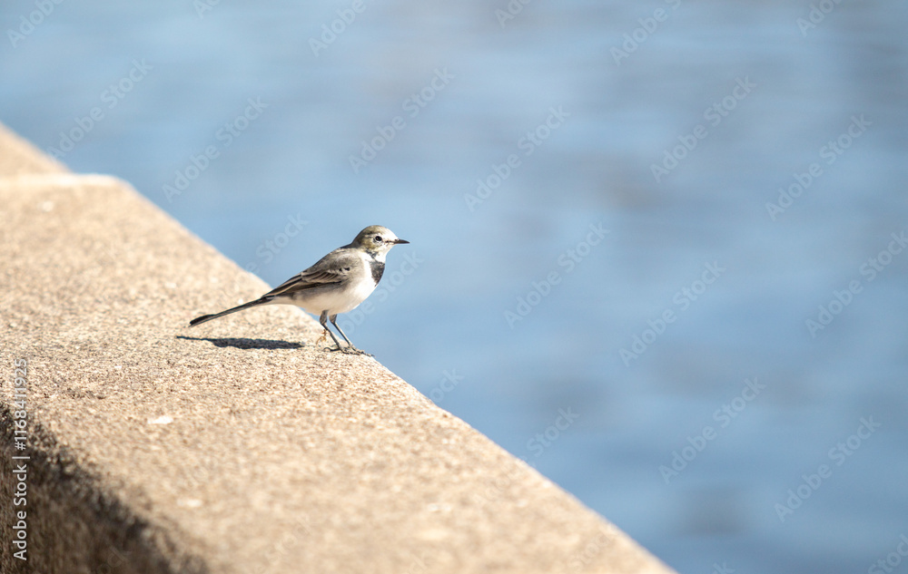 A bird is standing on a ledge near a body of water A bird is standing on a ledge near a body of water