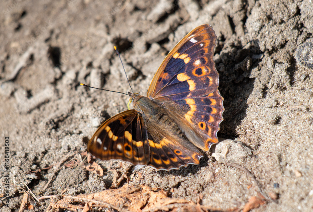 A beautiful butterfly with vibrant blue and orange patterns resting on sandy ground in the warm sunlight of a spring afternoon A beautiful butterfly with vibrant blue and orange patterns resting on sandy ground in the warm sunlight of a spring afternoon