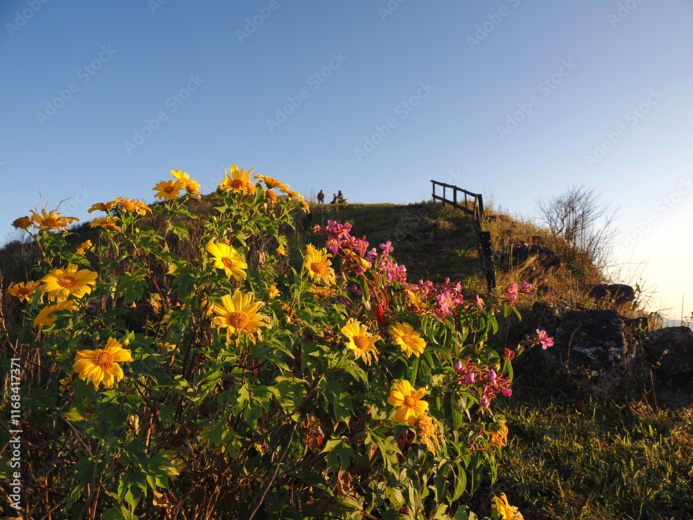 Obraz premium Beautiful mexican sunflower on the mountains in Thailan