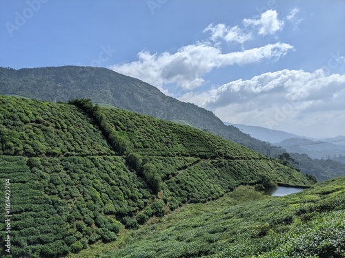 Mountain of a Tea plantation in Valaparai, Tamilnadu, India