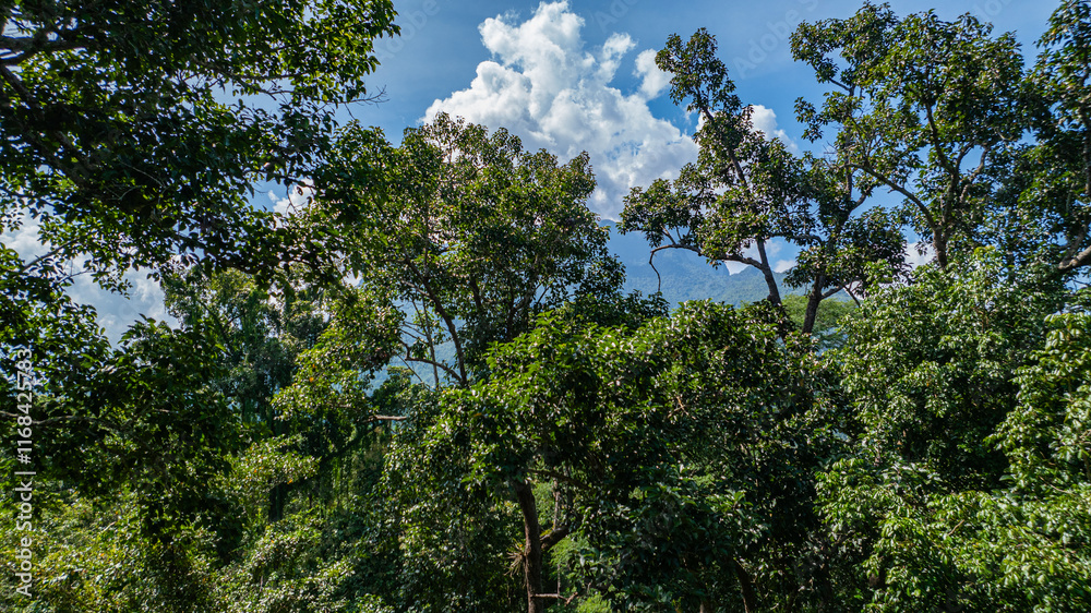 large and tall teak forest bathed in sunlight, with tall, slender trees reaching toward the sky. The soft rays of light filtering through the branches create a serene and enchanting woodland large and tall teak forest bathed in sunlight, with tall, slender trees reaching toward the sky. The soft rays of light filtering through the branches create a serene and enchanting woodland