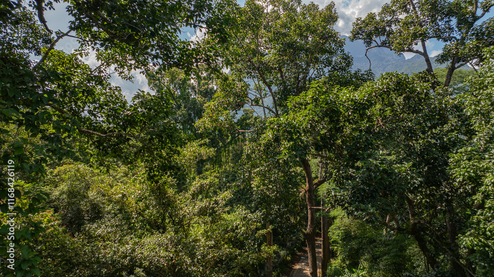 Fototapeta premium An aerial view of a serene road winding through a dense tropical forest, surrounded by towering trees and vibrant greenery under a clear blue sky.