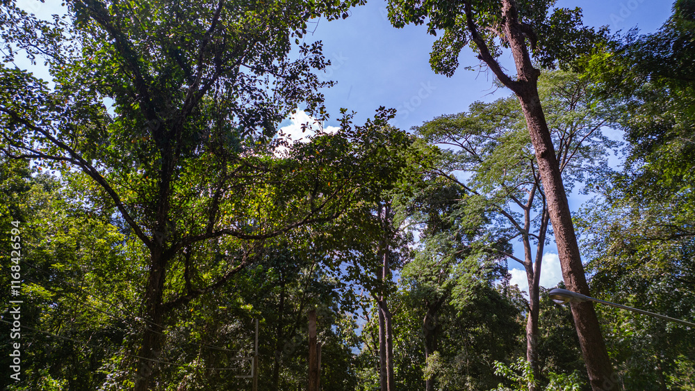 Fototapeta premium large and tall teak forest bathed in sunlight, with tall, slender trees reaching toward the sky. The soft rays of light filtering through the branches create a serene and enchanting woodland