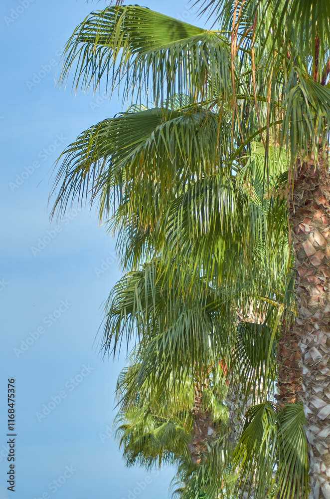 A palm tree with green leaves is in the foreground of a blue sky A palm tree with green leaves is in the foreground of a blue sky