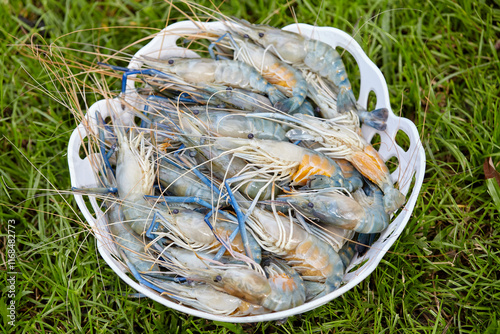 Close-up of fresh shrimp in a bowl