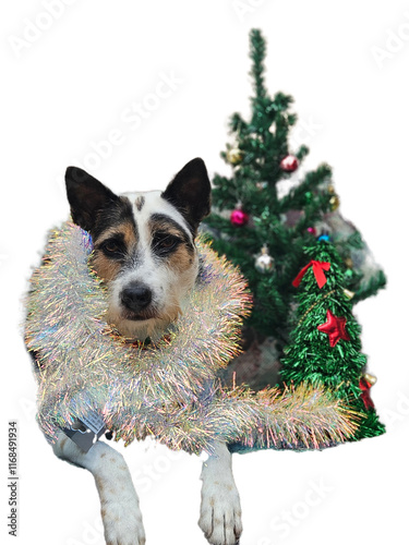 Obraz na płótnie Adopt dog wearing with festive ornate and decoration with Christmas tree background w salonie