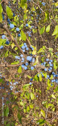 blackthorn berries