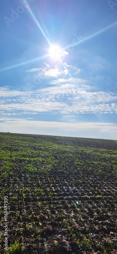 green field and sky