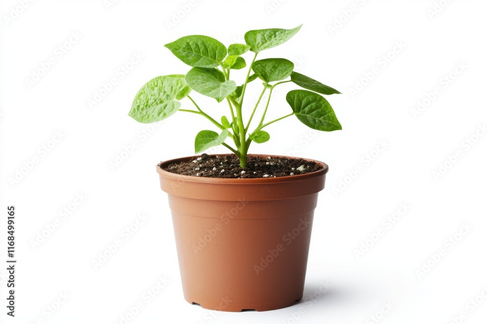 Small green plant in a brown pot on white background. Small green plant in a brown pot on white background.