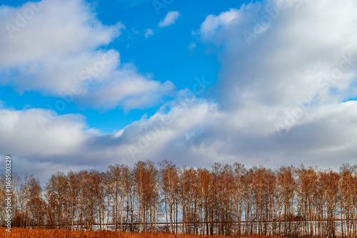 Rural landscape of late autumn. Birch grove with fallen leaves, field, blue sky with running white clouds. Tula region, Russia photo