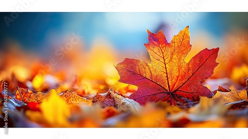 A single red maple leaf stands out against a bed of fallen autumn leaves. photo