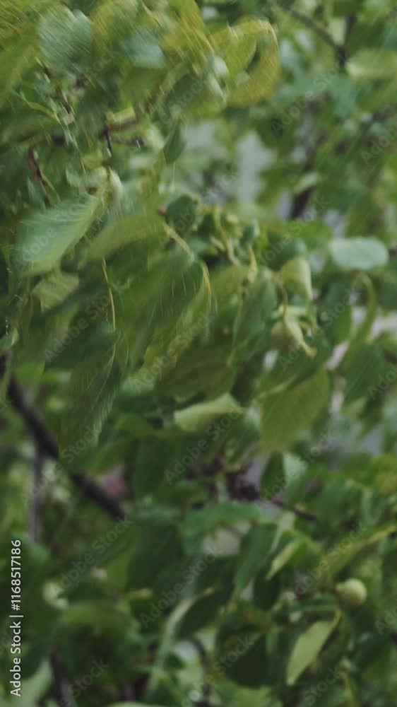 Walnut during heavy downpour. Top of trees swaying in hard rain. Vertical video Walnut during heavy downpour. Top of trees swaying in hard rain. Vertical video