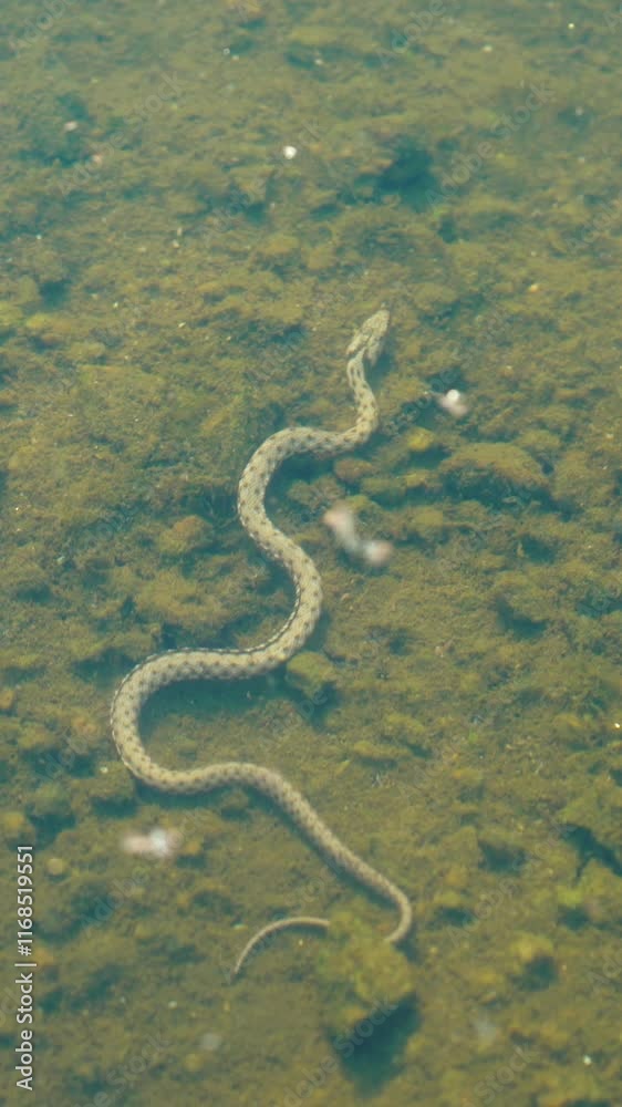 Snake underwater. Snake floats under the surface of the water. Vertical video Snake underwater. Snake floats under the surface of the water. Vertical video