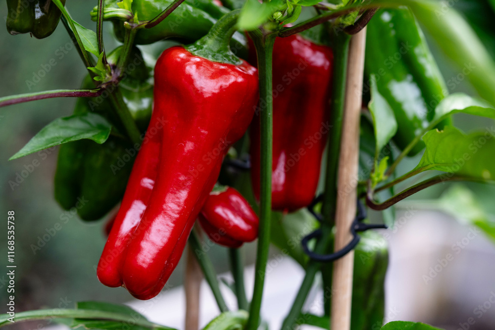 Chili- und Paprikaschoten als Zutaten für ein Chili con Carne Chili- und Paprikaschoten als Zutaten für ein Chili con Carne