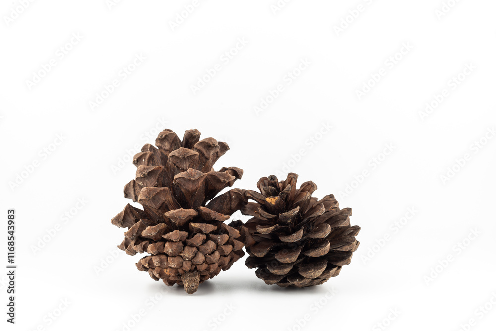 Pine cones isolated on white background Pine cones isolated on white background