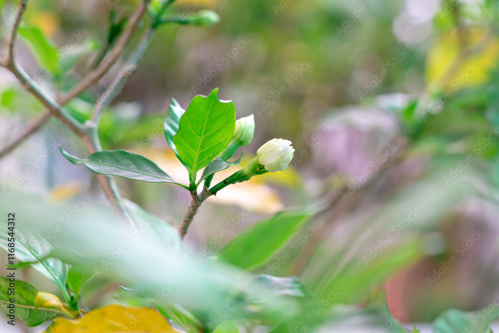 The white flowers of the jasmine tree are blooming. The white flowers of the jasmine tree are blooming.