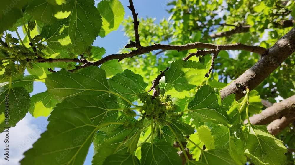 white mulberry tree Morus, family Moraceae against a blue sky background white mulberry tree Morus, family Moraceae against a blue sky background