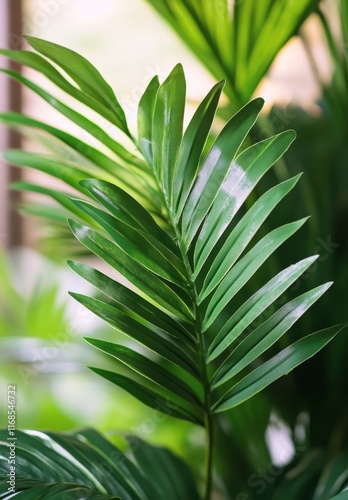 Lush green palm leaves capture sunlight in a serene indoor environment