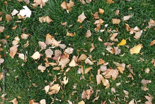 Green grass covered with fallen leaves in October photo