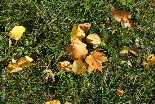 Lawn with fallen leaves in mid October