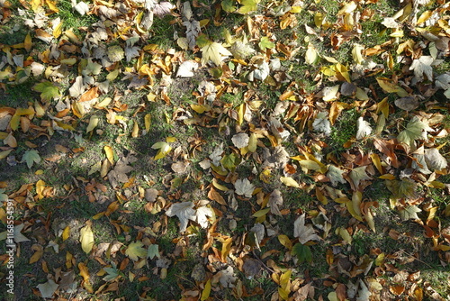 Multicolored fallen leaves in the grass in October