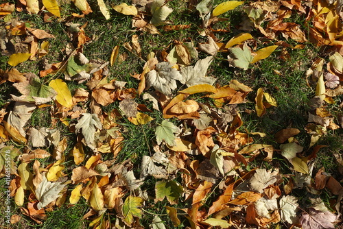 Top view of dry fallen leaves in the grass in October