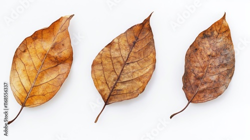 Dry autumn leaves arranged in a row showcasing natures seasonal transition