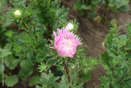 Opening pink flower and buds of China aster in mid August photo