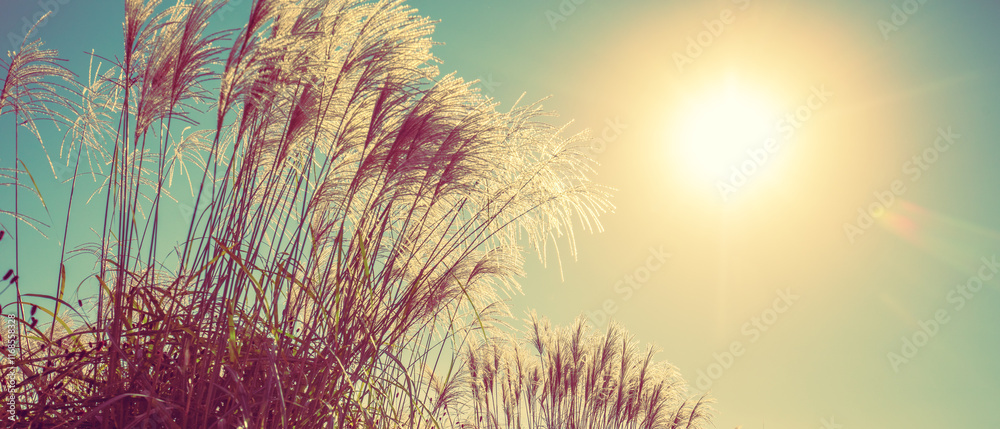 Miscanthus grass against blue sky with sun. Nature background
