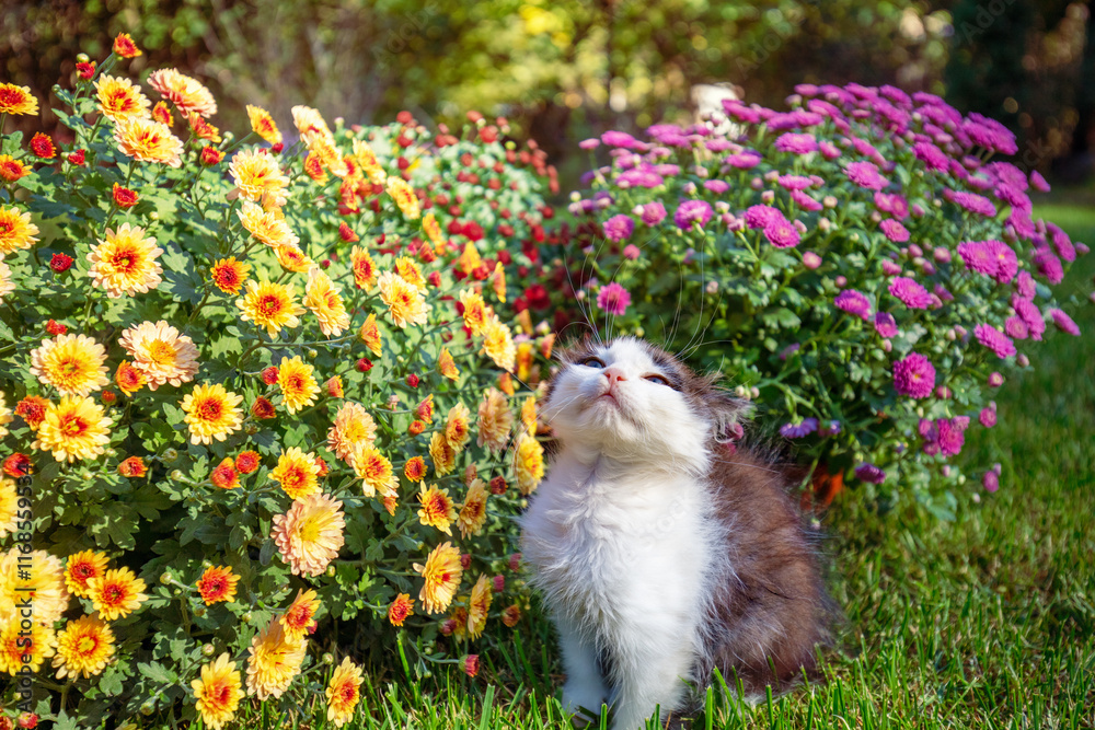 Cute little kitten in the garden with chrysanthemum flowers