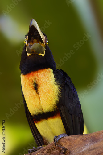 Collared aracari (Pteroglossus torquatus) sitting on a branch with its beak open. Frontal portrait of a colorful toucan. photo