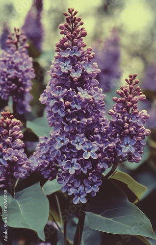 Vibrant lilac flowers surrounded by deep green leaves in a dark setting