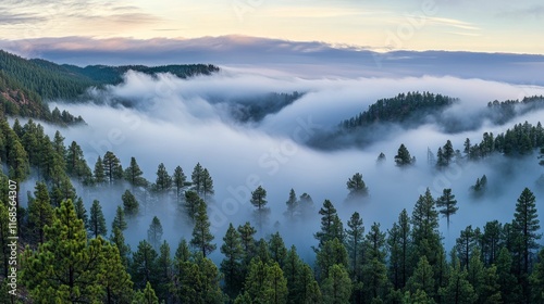 Misty forest landscape showcasing lush green trees and a serene atmosphere at...