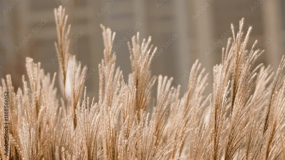 Golden grasses sway gently in the breeze against a soft, blurred background in a tranquil urban setting Golden grasses sway gently in the breeze against a soft, blurred background in a tranquil urban setting